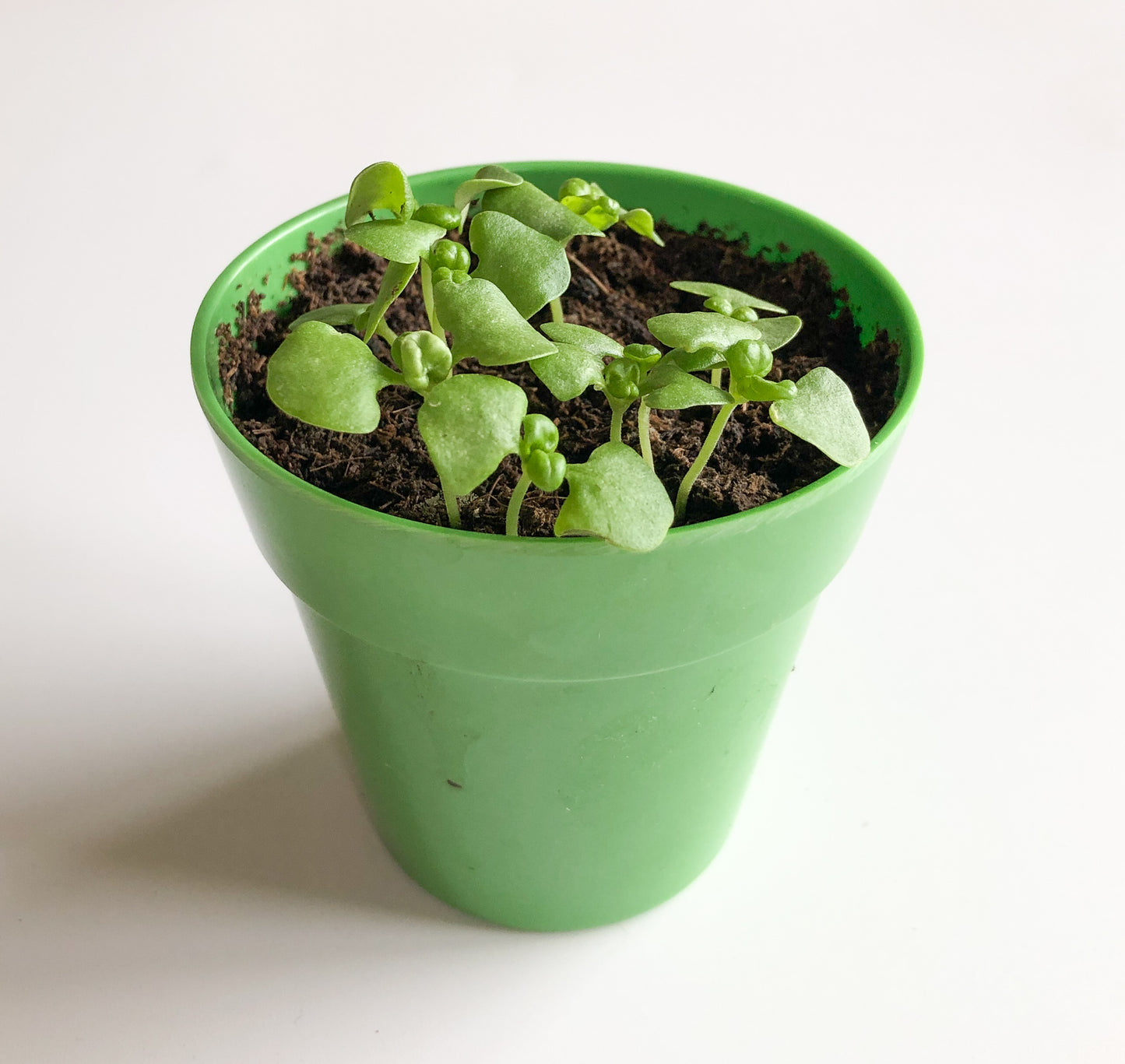 Children's Grow Your Own Basil Kit