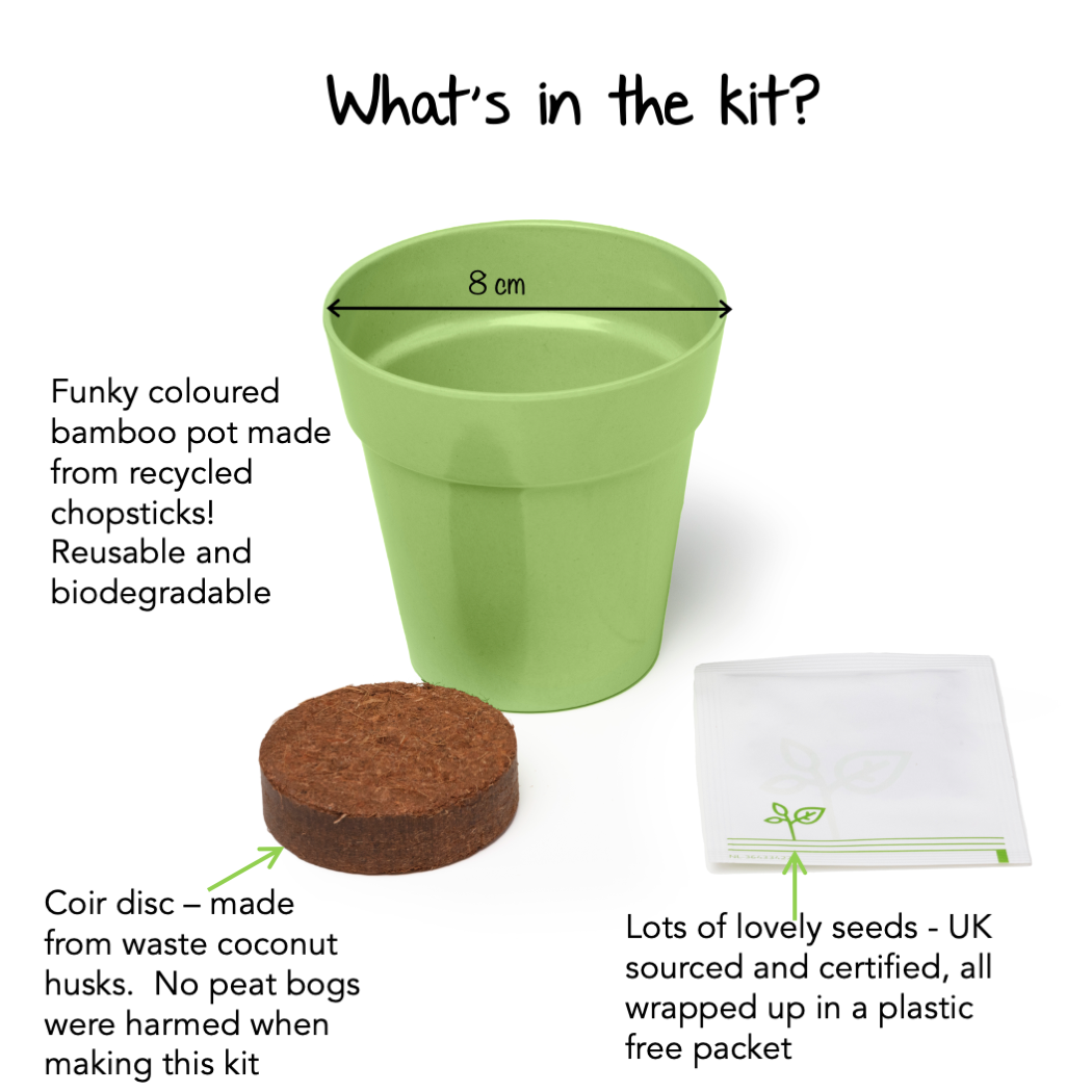 Children's Grow Your Own Cucamelons Growing Kit