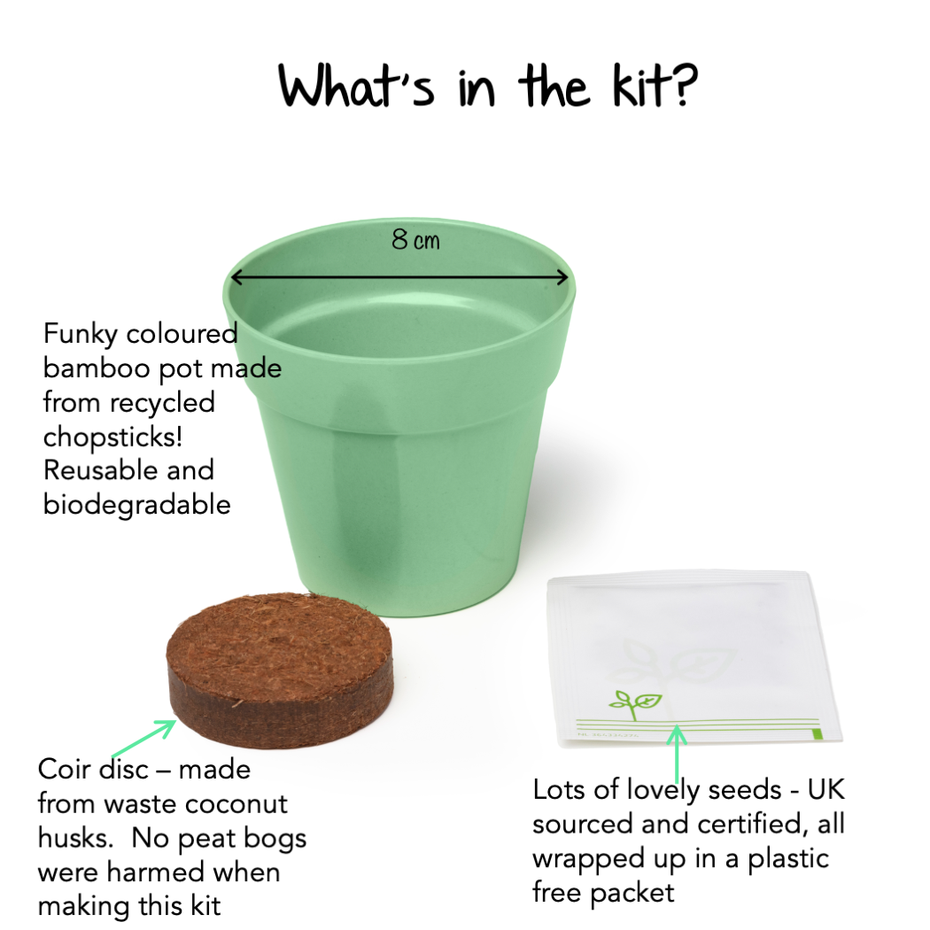 Children's Grow Your Own Dancing Plant Growing Kit