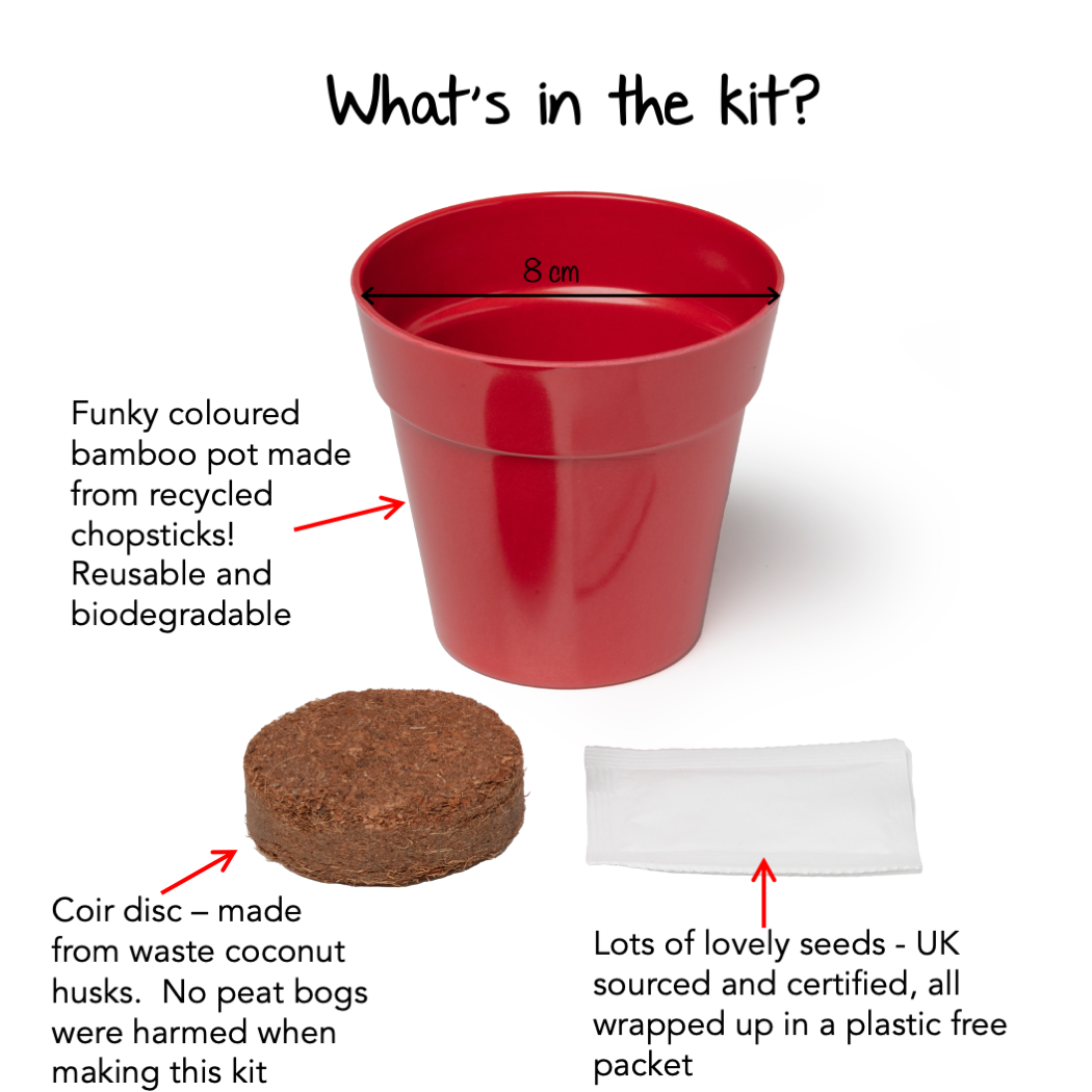 Grow Your Own Poppies Growing Kit