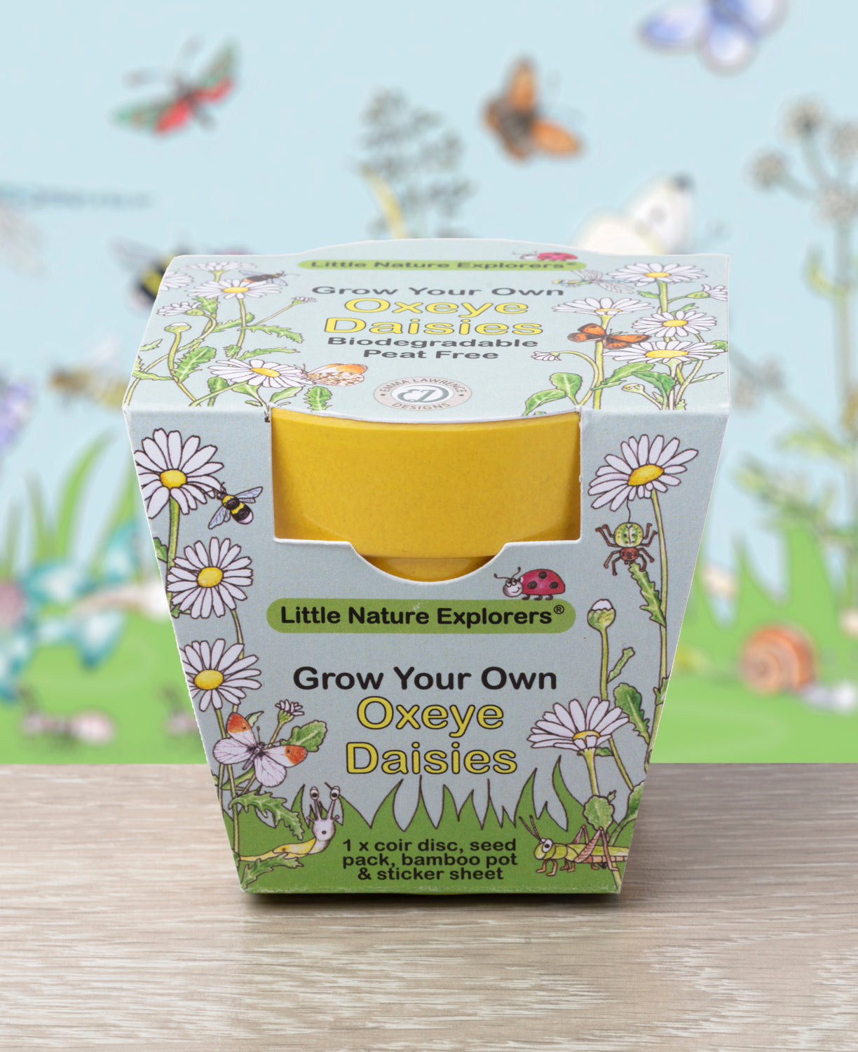 Little Nature Explorers Children's Oxeye Daisy Growing Kit