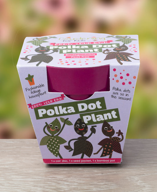 Grow Your Own Polka Dot Plant Growing Kit