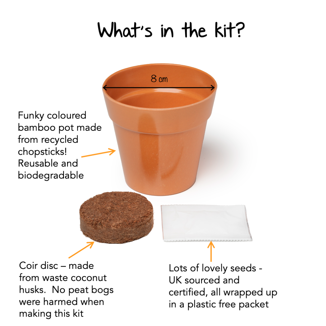 Children's Grow Your Own Carrots Growing Kit