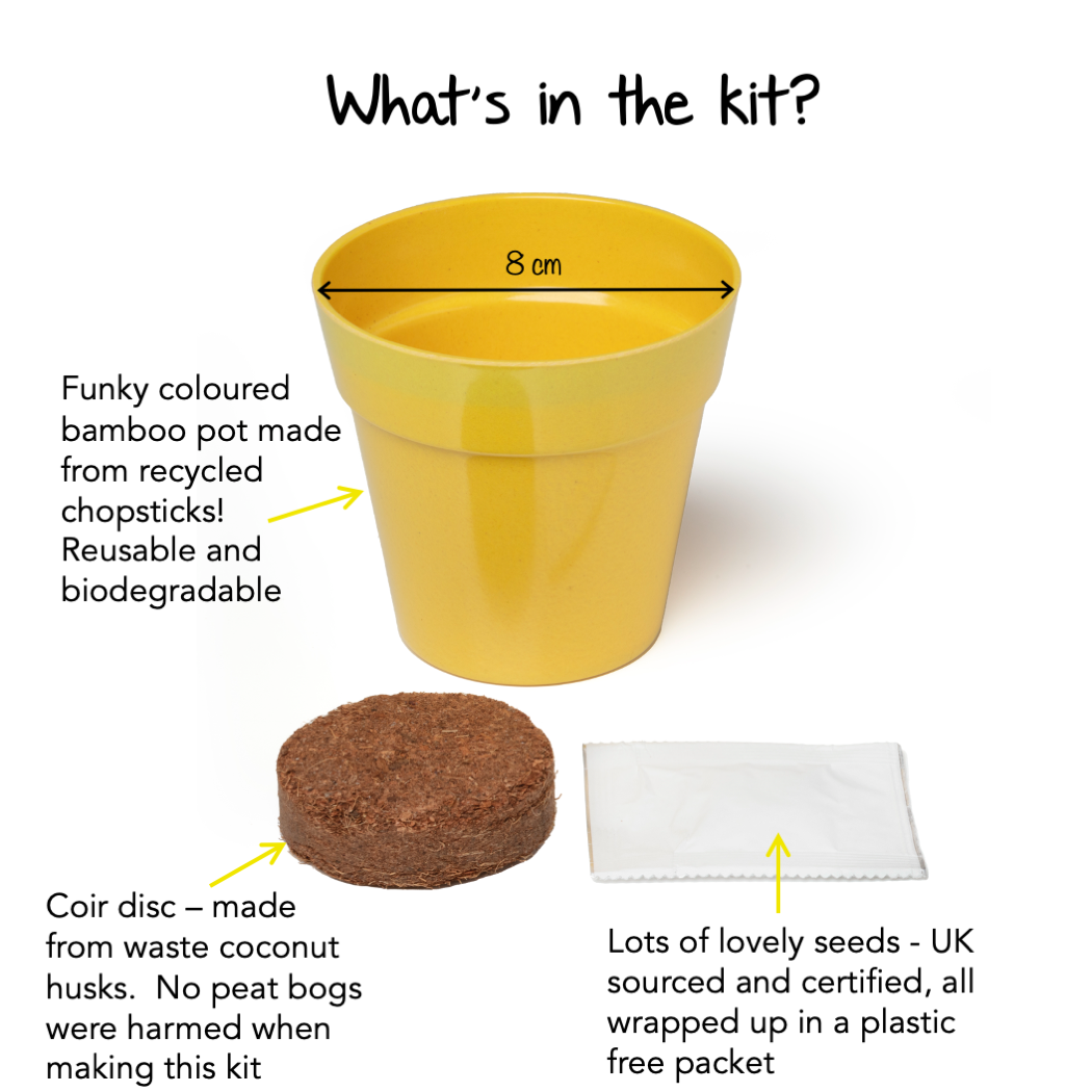 Children's Grow Your Own Mini Sunflowers Growing Kit