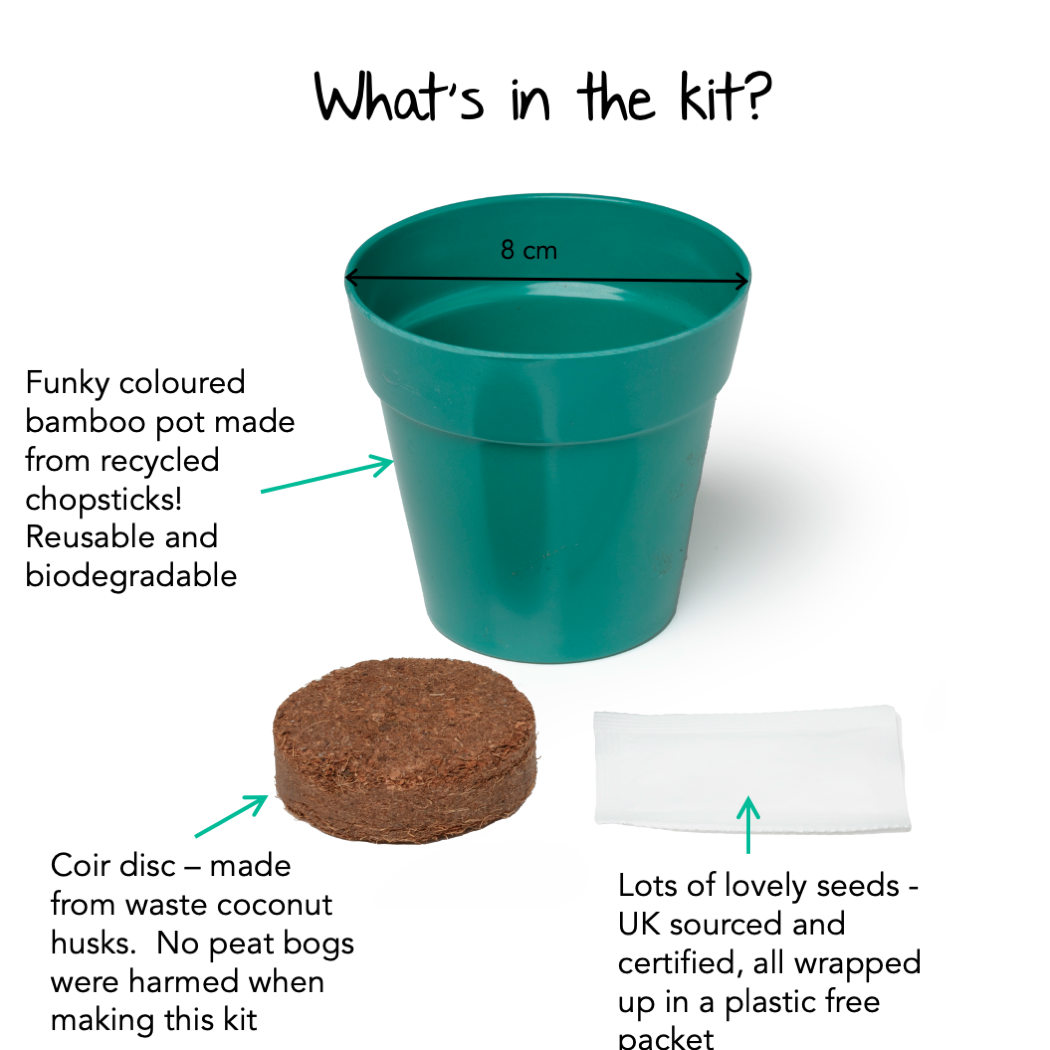 Children's Grow Your Own Sweet Pea Growing Kit
