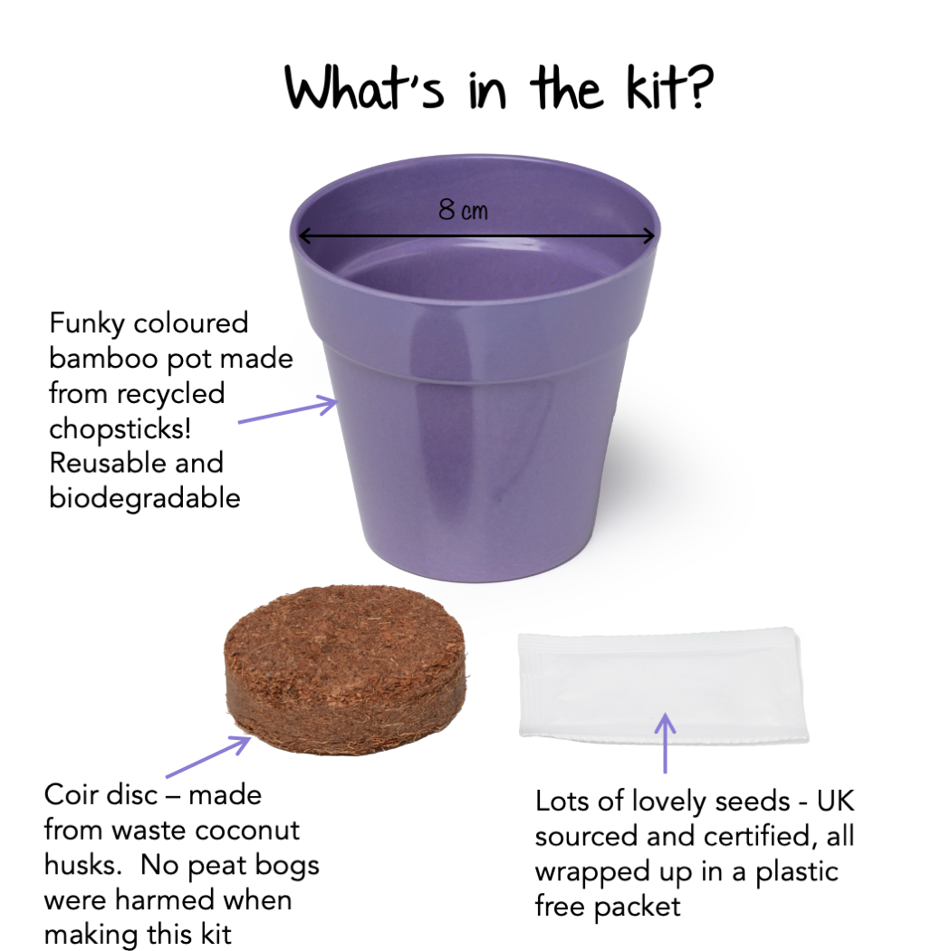 Grow Your Own Catnip Plant Complete Growing Kit