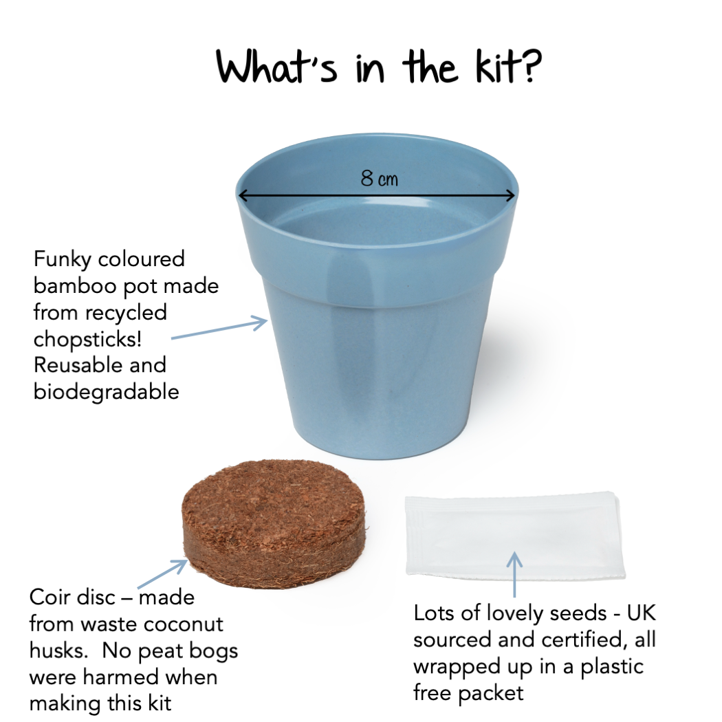 Grow Your Own Forget-Me-Nots Growing Kit