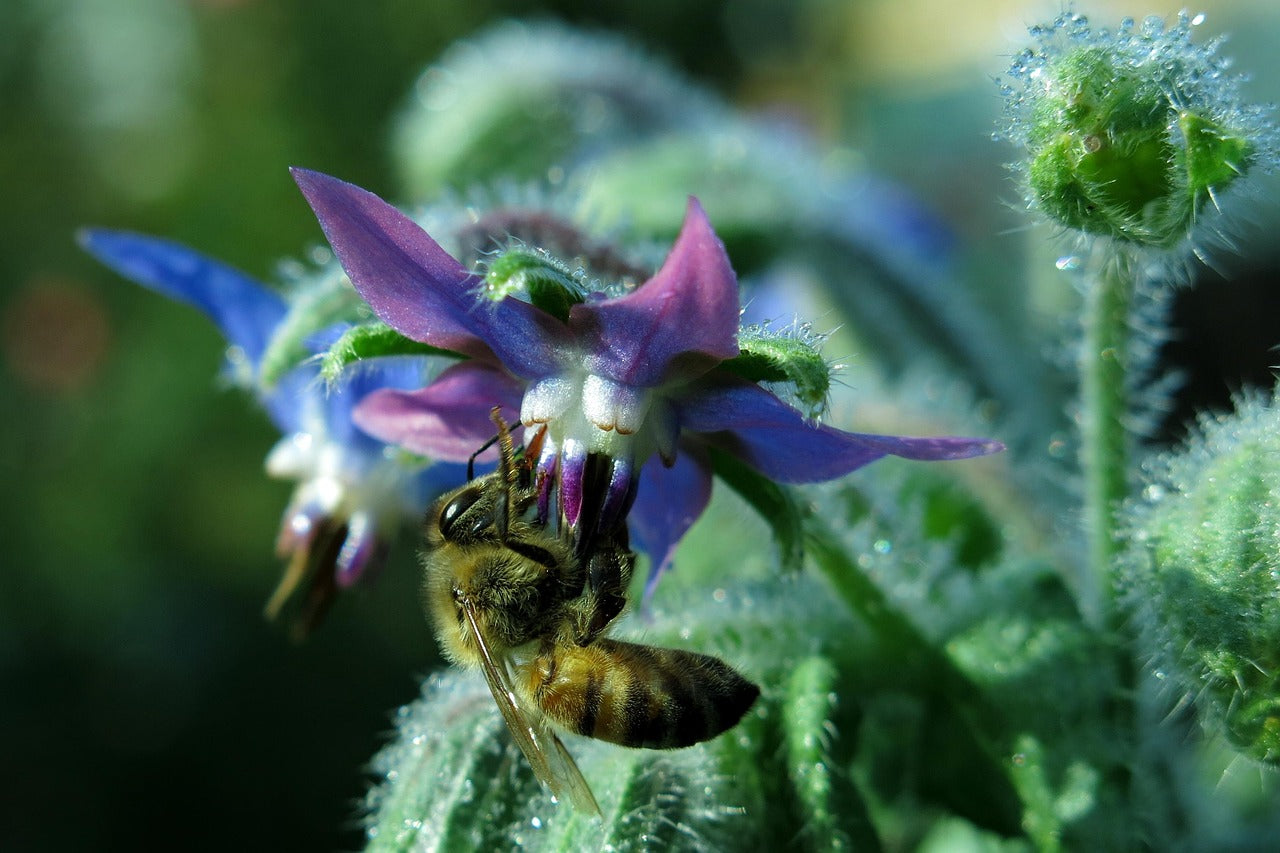 Grow Your Own Bee and Butterfly Garden Gift Box