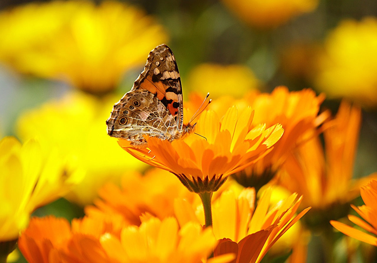 Grow Your Own Bee and Butterfly Garden Gift Box