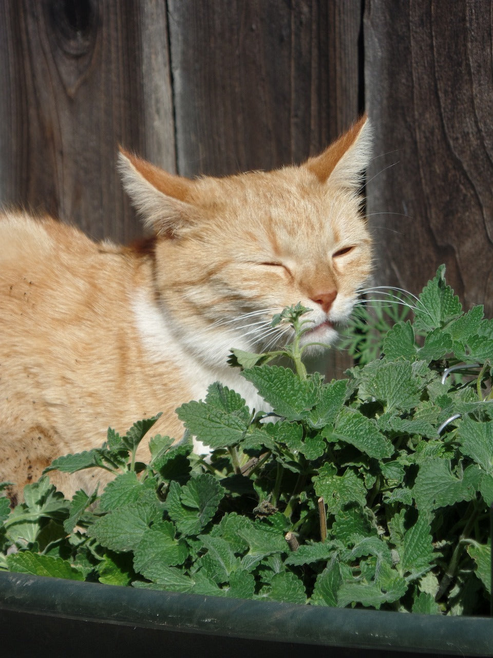 Grow Your Own Catnip Plant Complete Growing Kit
