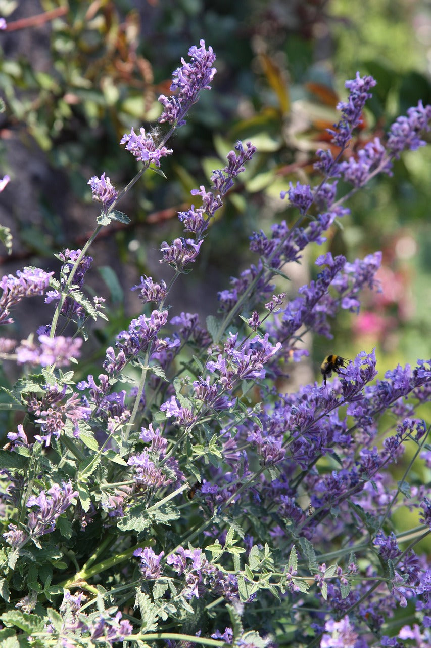 Grow Your Own Bee and Butterfly Garden Gift Box