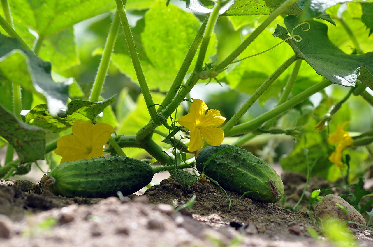 Grow Your Own Salad Garden Gift Box